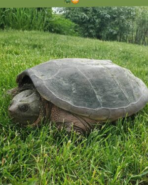 Julie Bélanger Instagram - Juin et ses amis 🌸🥂🐶🐢