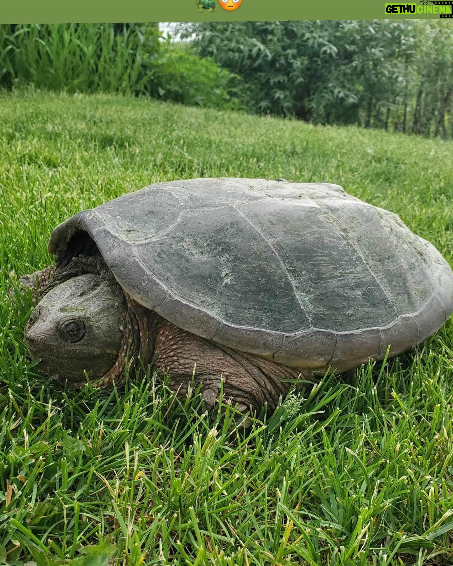 Julie Bélanger - 1.7K Likes - Juin et ses amis 🌸🥂🐶🐢