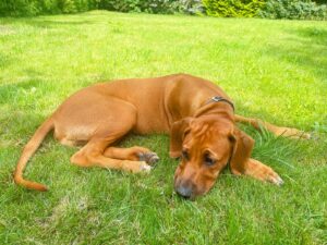 Kateřina Brožová Instagram - Ridgeback je děsně ustaraný pes…😁🥰