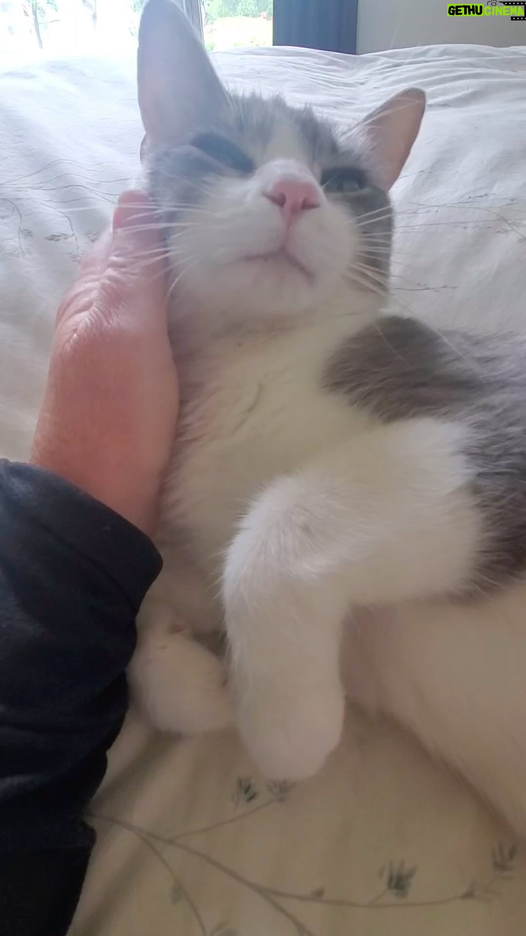 Kathleen Madigan - 1.9K Likes - Monday check in š±šš»
#monday #mondaymotivation #mondayvibes #babycat #childlesscatlady #kathleenmadigan #madiganspubcast
