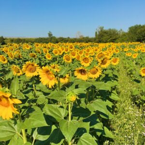 Katie Cassidy Instagram - Lost in a sea of sunflowers! 🌻🌻🌻