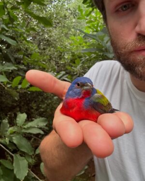Keegan Allen Instagram - Recently got into ornithology (@ianmharding and @jonesallenart encouraged me for years and I’m finally getting into it)

Really had a rough Mother’s Day 

Prayed for some comfort from God 

This beautiful painted bunting 

Flew to me and then
clung to me for a while 

and then 
flew away into the sunset

Love you too mom
