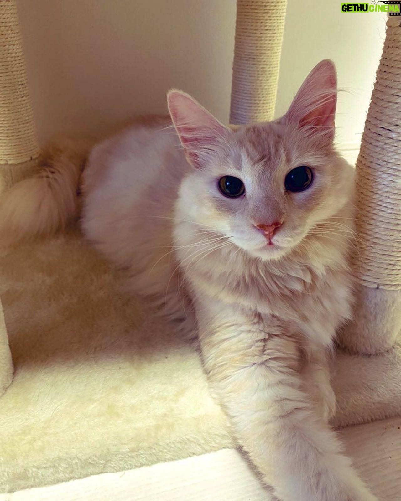 Kenki Fukuoka - 8.3K Likes - 今日はチャドの2歳の誕生日🐈
来た当初(2枚目)と比べると本当に大きく、そして大人になりました…。
これからもずっとよろしくね!