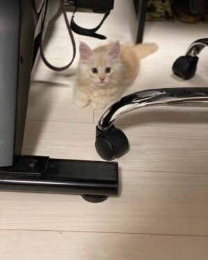 Kenki Fukuoka Instagram - 今日はチャドの2歳の誕生日🐈
来た当初（2枚目）と比べると本当に大きく、そして大人になりました…。
これからもずっとよろしくね！