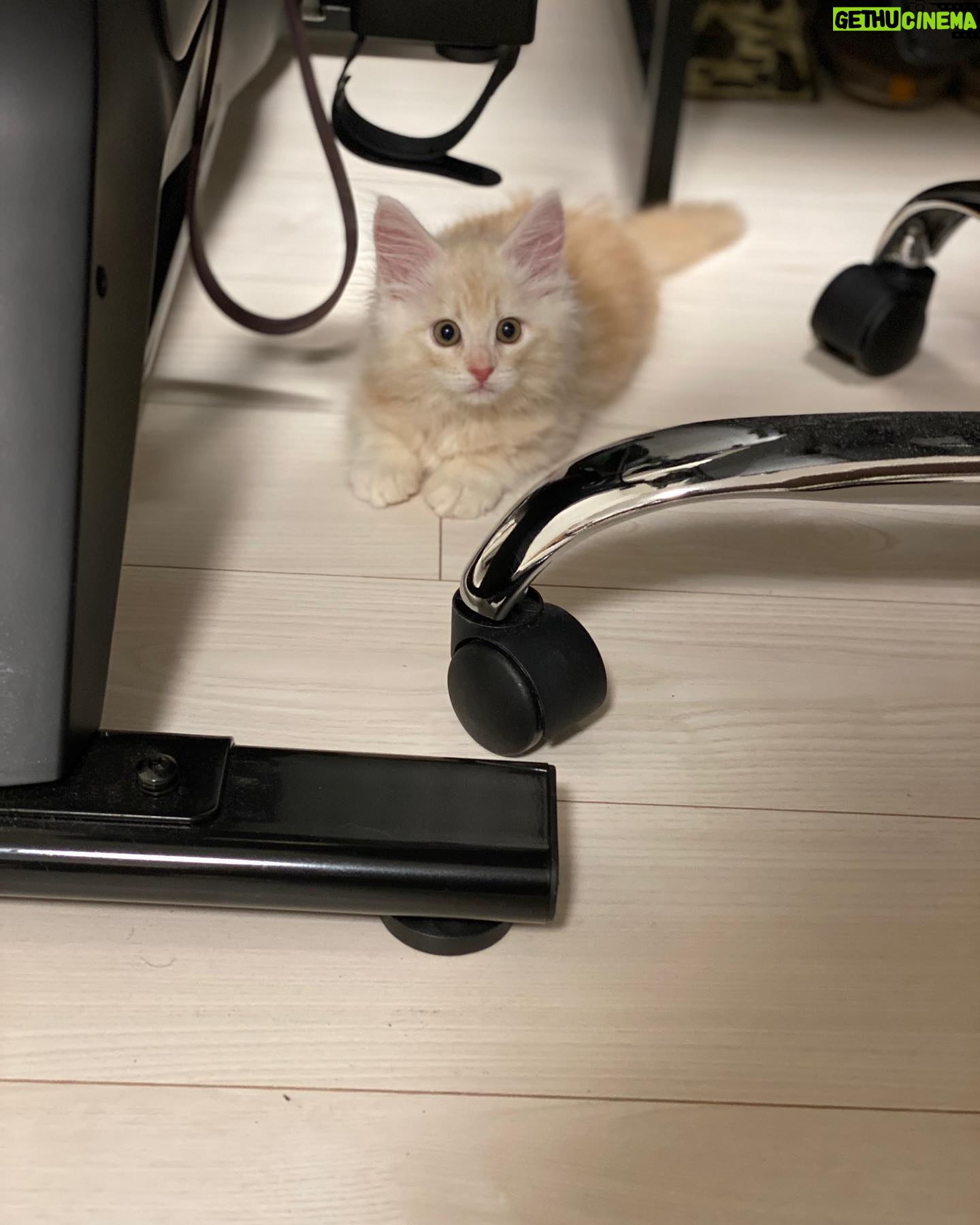 Kenki Fukuoka - 8.3K Likes - 今日はチャドの2歳の誕生日🐈
来た当初(2枚目)と比べると本当に大きく、そして大人になりました…。
これからもずっとよろしくね!