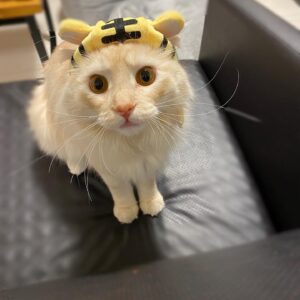 Kenki Fukuoka Instagram - 新年あけましておめでとうございます🙇
今年もよろしくお願い致します！
チャド、トラ帽子のサイズ間違えてごめん😂笑
るーくんは貫禄の表情🐈
ちなみにめいちゃんは苦手みたいだったので被ってません🙅