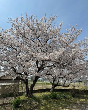 Kenki Fukuoka Instagram - 実家の桜も満開の春休みに帰省してきました！
あんまり一緒に撮らせてくれないめいちゃんとも撮れたし、久々に福高ラグビー部の同期たちとも会えて充実の帰省になりました！
これからは3年生としてまた1年間頑張ります👊