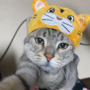 Kenki Fukuoka Instagram - 新年あけましておめでとうございます🙇
今年もよろしくお願い致します！
チャド、トラ帽子のサイズ間違えてごめん😂笑
るーくんは貫禄の表情🐈
ちなみにめいちゃんは苦手みたいだったので被ってません🙅