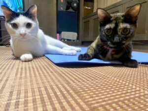 Kenki Fukuoka Instagram - そして実は最近、実家に新たな猫が2匹増えてました！🐈笑
最初の写真の左がハク、右がムギの兄妹です！
これからちょくちょくこの子達もあげていこうと思います🙋
続く写真はそれぞれの猫withるーくんでした笑