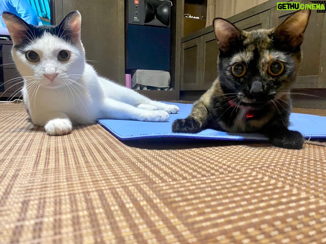 Kenki Fukuoka - 7.6K Likes - そして実は最近、実家に新たな猫が2匹増えてました!🐈笑
最初の写真の左がハク、右がムギの兄妹です!
これからちょくちょくこの子達もあげていこうと思います🙋
続く写真はそれぞれの猫withるーくんでした笑