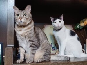 Kenki Fukuoka Instagram - そして実は最近、実家に新たな猫が2匹増えてました！🐈笑
最初の写真の左がハク、右がムギの兄妹です！
これからちょくちょくこの子達もあげていこうと思います🙋
続く写真はそれぞれの猫withるーくんでした笑