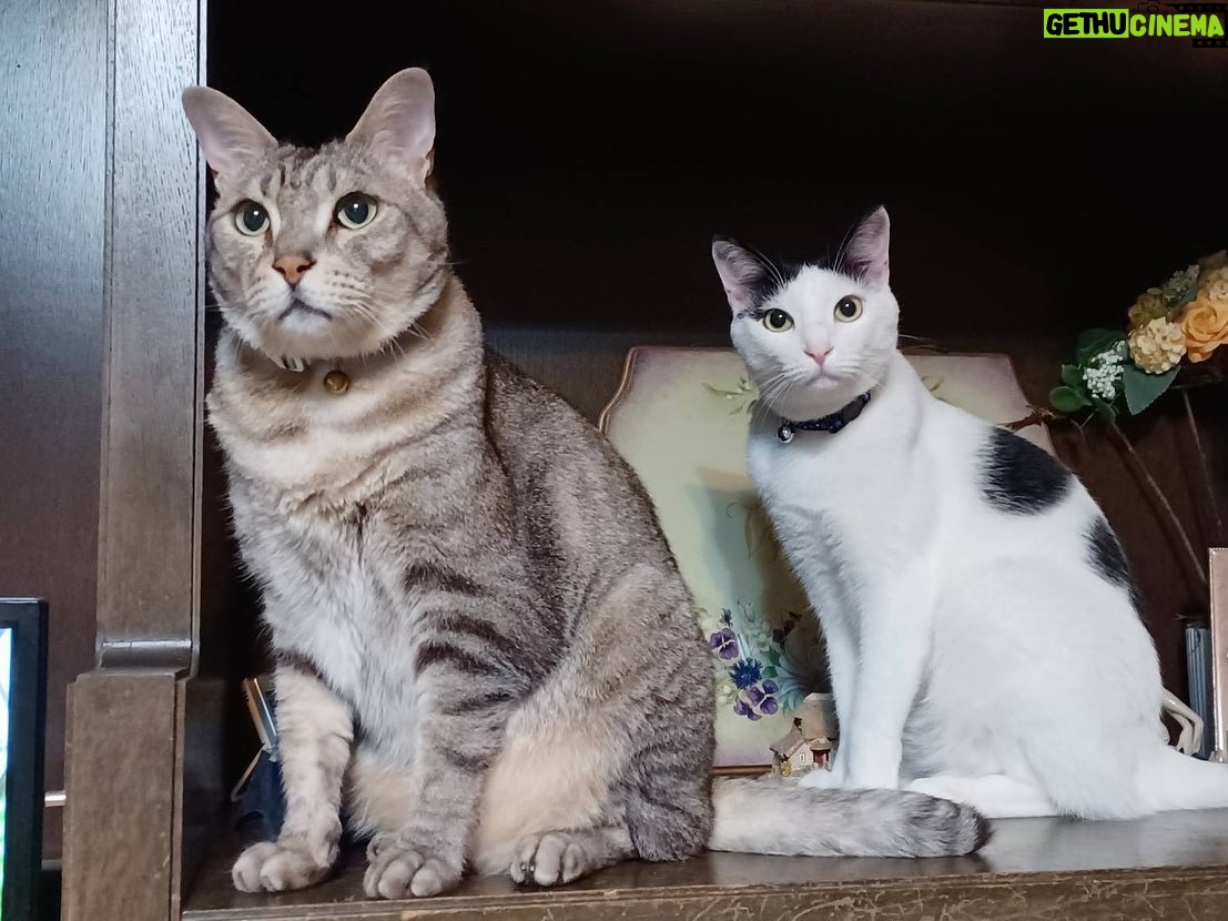 Kenki Fukuoka - 7.6K Likes - そして実は最近、実家に新たな猫が2匹増えてました!🐈笑
最初の写真の左がハク、右がムギの兄妹です!
これからちょくちょくこの子達もあげていこうと思います🙋
続く写真はそれぞれの猫withるーくんでした笑
