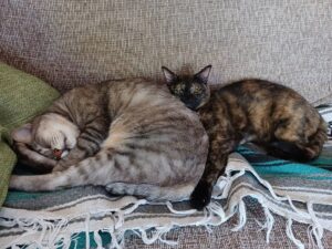Kenki Fukuoka Instagram - そして実は最近、実家に新たな猫が2匹増えてました！🐈笑
最初の写真の左がハク、右がムギの兄妹です！
これからちょくちょくこの子達もあげていこうと思います🙋
続く写真はそれぞれの猫withるーくんでした笑
