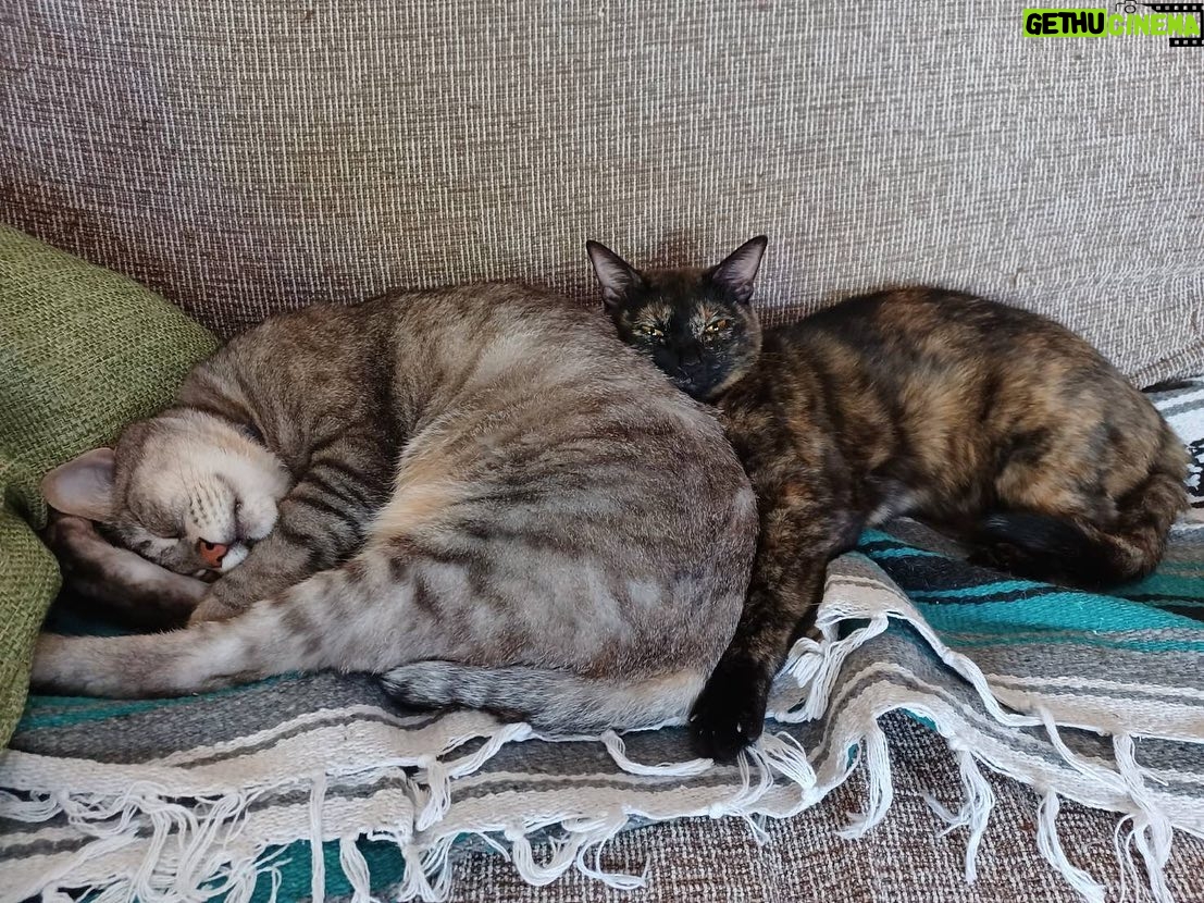 Kenki Fukuoka - 7.6K Likes - そして実は最近、実家に新たな猫が2匹増えてました!🐈笑
最初の写真の左がハク、右がムギの兄妹です!
これからちょくちょくこの子達もあげていこうと思います🙋
続く写真はそれぞれの猫withるーくんでした笑