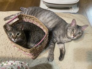 Kenki Fukuoka Instagram - そして実は最近、実家に新たな猫が2匹増えてました！🐈笑
最初の写真の左がハク、右がムギの兄妹です！
これからちょくちょくこの子達もあげていこうと思います🙋
続く写真はそれぞれの猫withるーくんでした笑