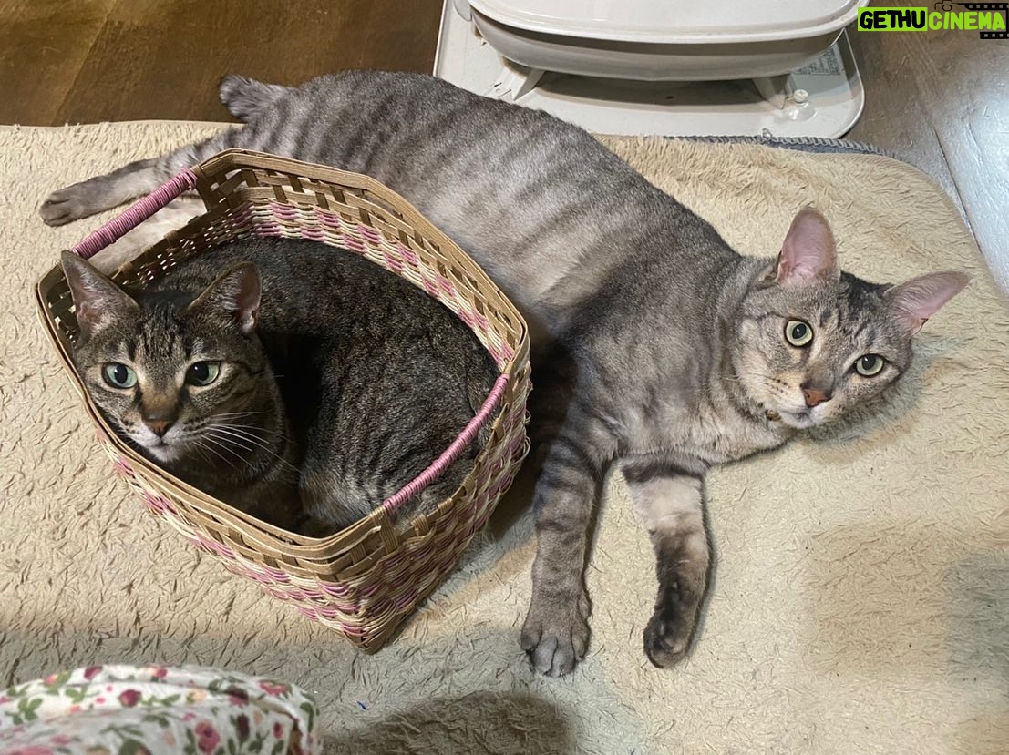 Kenki Fukuoka - 7.6K Likes - そして実は最近、実家に新たな猫が2匹増えてました!🐈笑
最初の写真の左がハク、右がムギの兄妹です!
これからちょくちょくこの子達もあげていこうと思います🙋
続く写真はそれぞれの猫withるーくんでした笑