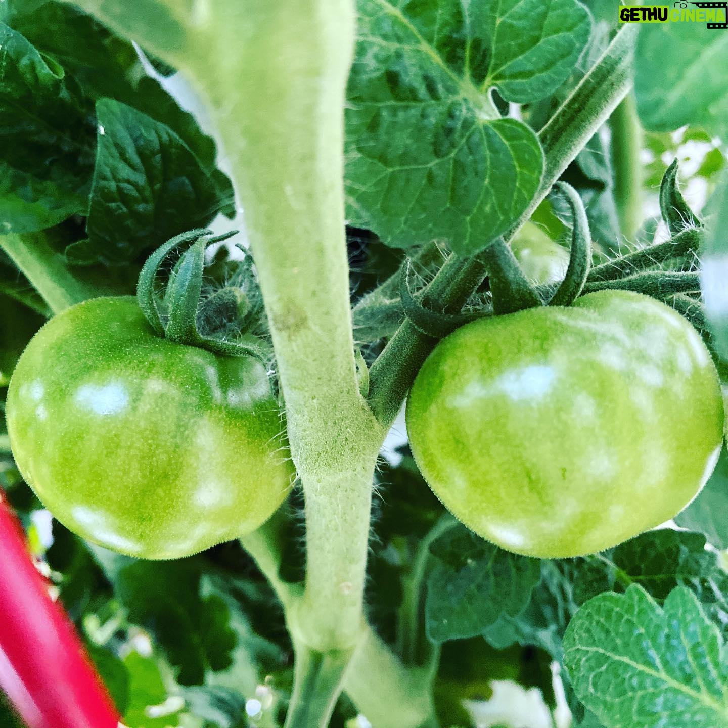 Kerr Smith - 3.2K Likes - Try growing your own food at home! It’s amazing to bring something from seed to your own plate. #gratitude #kisstheground