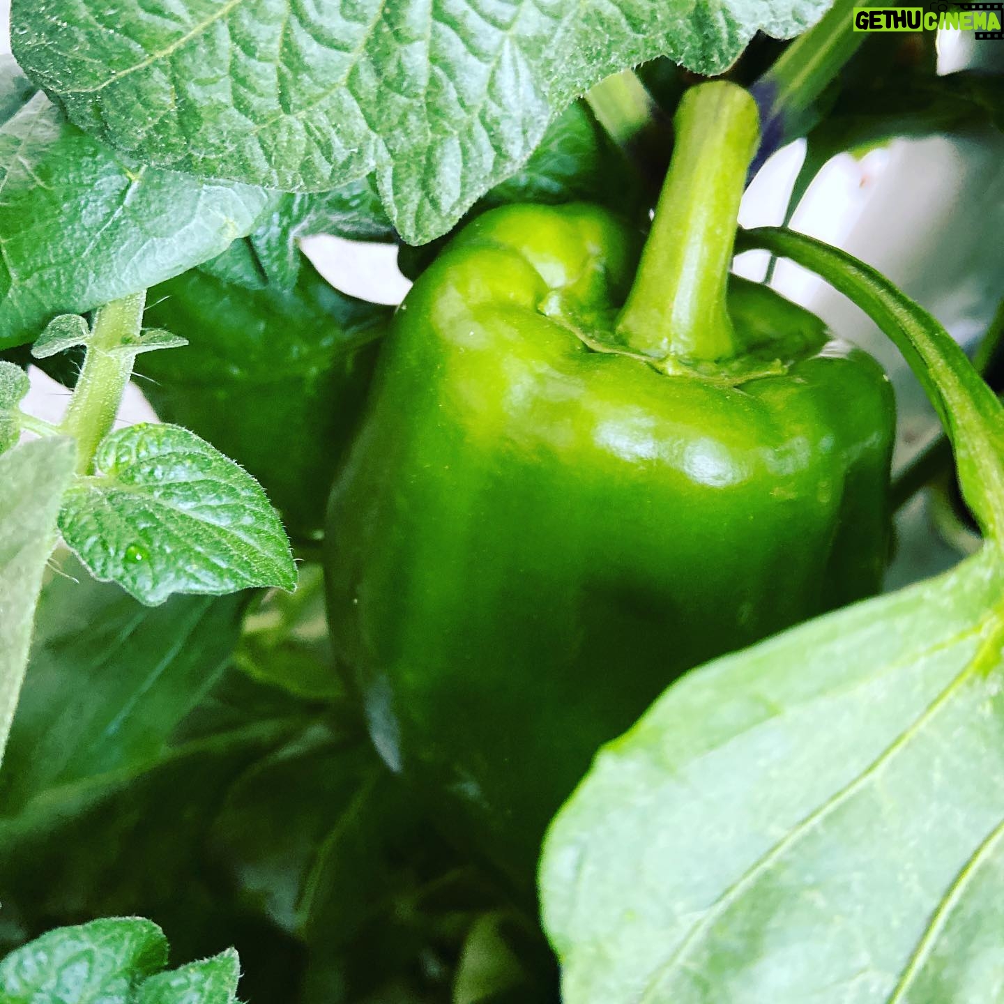 Kerr Smith - 3.2K Likes - Try growing your own food at home! It’s amazing to bring something from seed to your own plate. #gratitude #kisstheground
