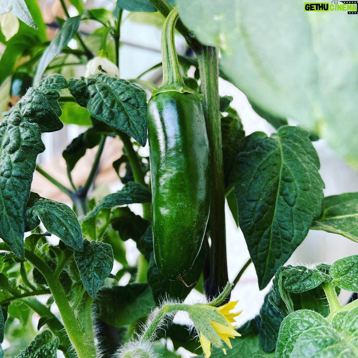 Kerr Smith - 3.2K Likes - Try growing your own food at home! It’s amazing to bring something from seed to your own plate. #gratitude #kisstheground