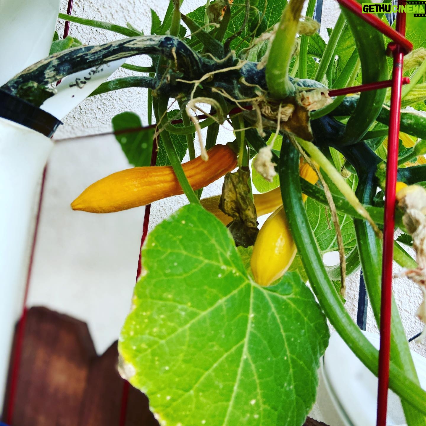 Kerr Smith - 3.2K Likes - Try growing your own food at home! It’s amazing to bring something from seed to your own plate. #gratitude #kisstheground