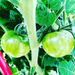 Kerr Smith Instagram - #growyourownfood