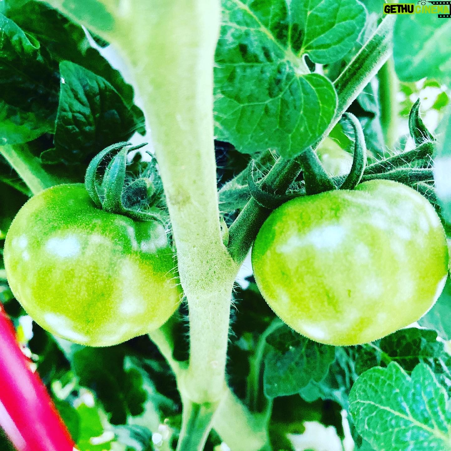Kerr Smith - 1.4K Likes - #growyourownfood