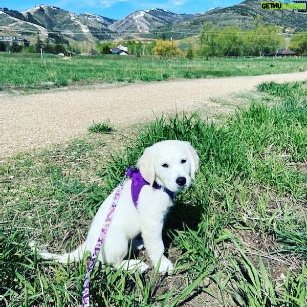 Kerr Smith - 3.1K Likes - Luna living her #bestlife @terralife_wellness #dogsofinstagram #goldenretrieversofinstagram