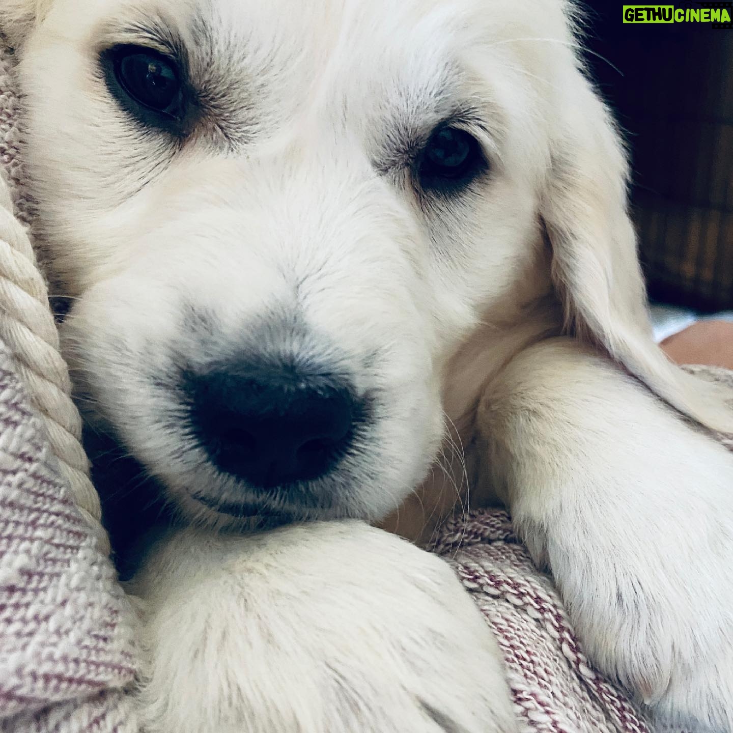 Kerr Smith - 4K Likes - New addition to the family. 😀 #goldenretriever