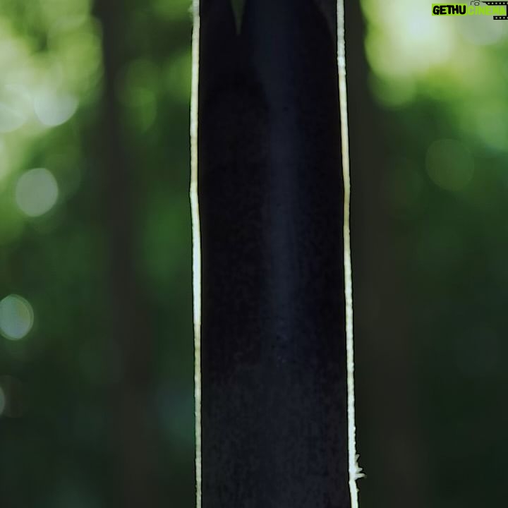 Kiko Mizuhara - 161.7K Likes - 竹水フェイスミスト✧ Bamboo Water Face Mist
Available now for Pre-order ✶ 限定予約販売開始。
自然の恵み、竹水🎋
竹水とは、竹が成長する際に地中から地下茎を通して吸い上げた水のことであり、4月から5月にしか採取できません。また、水を吸い上げてから、わずか20日間ほどしか幹に溜め込まないため、とても貴重な水として知られています。
現在、日本の竹林のほとんどは、自生したものではなく、我々人間の手によって植栽されたもの。 しかしながら、後継者問題や管理不足によって竹林は荒れ、雑草のように増殖している状況も散見されています。竹の繁殖力は非常に強いため、広葉樹林を浸食しているのです。
kiiksでは、各地の竹害も考慮し桑名市の桑名竹取物語事業化協議会と協力して、その対策にも取り組んでいます。
竹水には豊富なポリフェノールが含まれており、ビタミンB群、高い保湿効果や肌の弾力性を保つ豊富なアミノ酸。そして、竹に多く含まれるシリカ(ケイ素)が肌の内側から潤いをもたらします。
美容、そして竹害問題の観点から生まれた竹水フェイスミストが皆さまに幸せをもたらしますように❤️
Photo : @alexleese
Make up : @sakiemiura