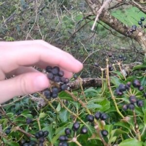Killian Sundermann Instagram - Early spring blackberries