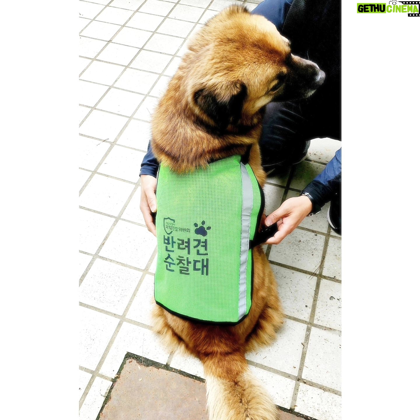Kim Je-dong - 1.6K Likes - 탄이가 반려견순찰대에 합격했습니다. 충성!!!