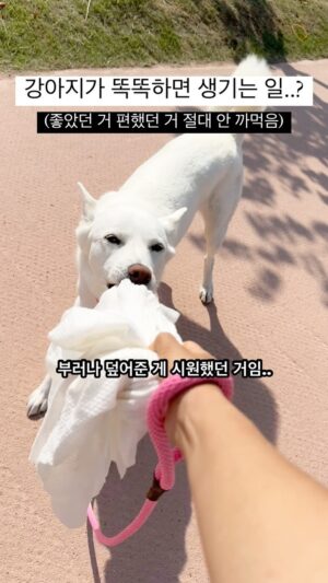 Kim Won-hyo Instagram - 산책 나가서 부러나 한번 덮어주면 계속 덮어달라고 함 주의..🥵 너무 똑똑해도 탈이야 탈….. 좋은 건 너무 잘 알아요…..ㅋㅋㅋㅋㅋㅋㅋㅋㅋㅋㅋㅋ 풍이야 누나도 한장만 주면 안돼…?👉🏻👈🏻
⠀
여러분! 개부러나는 건타올이지만 물에 적셔 나가보세요!!!💦
뙤약볕에서 시원함이 꽤 오래 지속되고, 물만 있으면 다시 시원하게 활용할 수 있어서 한여름 야외활동에 매우 좋습니다🌟

이건 정말 찐찐 풍이 추천 활용법!!ㅋㅋㅋㅋㅋ 좋은 건 기똥차게 잘 아는 야무진 똑띠 풍이 믿고 꼭 이렇게 활용해보셔요 !!!😆🩵

뙤약볕 여름 산책에 한줄기 빛 같음,,,,,,,☀️⛱️✨❤️
비치타올은 왕 크고, 개부러나는 만만치 않게 짱 큽니다‼️
⠀
🔗 구매는 @poong__e 프로필 링크 클릭!🔗
( ✅ 구성 2번 강추 ! )
⠀
⠀
#시원하게산책하는법
#열식히는법
#부러나
#개부러나
💛
⠀
⠀
⠀
⠀
⠀
⠀
⠀