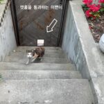 Kim Young-ha