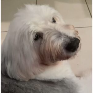 Kōki Instagram - 私が9歳の時からずっと一緒。
本当に頑張ってくれてありがとう、ひーじー。

Love you forever ♥️
Going to miss you so much.