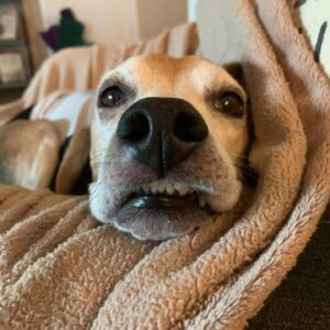 Kyle Greenwood Instagram - Today we said goodbye to our dear sweet Hank as he crossed the rainbow bridge. As heartbreaking as it is, I can’t help but smile at the amazing and joyous memories he’s given us. For almost thirteen years he’s been a source of comfort and strength for our family and it won’t be the same without him. Dogs really are spiritual healers and Hankie-poo earned his wings. Many say “we don’t deserve dogs” and while it’s hard to argue I have to disagree. Humans deserve dogs just like we deserve love, comfort, laughter, loyalty and a belly to rub. Dogs give us all of those things with a wagging tail as bonus. I think dogs might be the best part of humanity. 

Thanks for everything, Hank. Give Shadow’s butt a sniff—you guys will be fast friends. Until we cuddle again.
Your loyal friend forever,
Kyle
