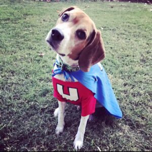 Kyle Greenwood Instagram - Today we said goodbye to our dear sweet Hank as he crossed the rainbow bridge. As heartbreaking as it is, I can’t help but smile at the amazing and joyous memories he’s given us. For almost thirteen years he’s been a source of comfort and strength for our family and it won’t be the same without him. Dogs really are spiritual healers and Hankie-poo earned his wings. Many say “we don’t deserve dogs” and while it’s hard to argue I have to disagree. Humans deserve dogs just like we deserve love, comfort, laughter, loyalty and a belly to rub. Dogs give us all of those things with a wagging tail as bonus. I think dogs might be the best part of humanity. 

Thanks for everything, Hank. Give Shadow’s butt a sniff—you guys will be fast friends. Until we cuddle again.
Your loyal friend forever,
Kyle
