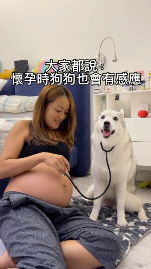 Kylie Wang Instagram - 還是哈士奇不算狗 my husky don’t give a F about my pregnancy
