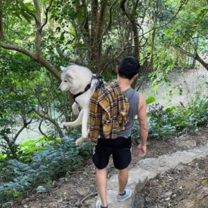 Kylie Wang Instagram - 天氣超好，出門遛狗跟遛孕婦一次完成。walking the dog and the pregnant wife in a sunny day. 
碰咩走到最後不想走了討抱抱 #pregnancylife