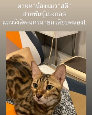 Lanlalin Tejasa Weckx Instagram - ใครพบเห็นน้อง โทรแจ้ง 097-296-3551 คุณยาย่า
ชื่อ “สติ” พันธุ์ เบงกอล เพศผู้ อายุ 3ขวบ
น้องเปิดประตูบานเลื่อนที่บ้านหนีออกไปช่วงเช้าวันนี้
หมู่บ้าน สิริวลัย เลียบคลอง1 ถนน รังสิต-นครนายก
ถ้าเจอ รบกวนอย่าวิ่งไปจับน้องค่ะ เอาขนม หรือ ของเล่นล้อ
แล้วรีบโทรแจ้ง น้องระแวงคนแปลกหน้า และ ขี้กลัว