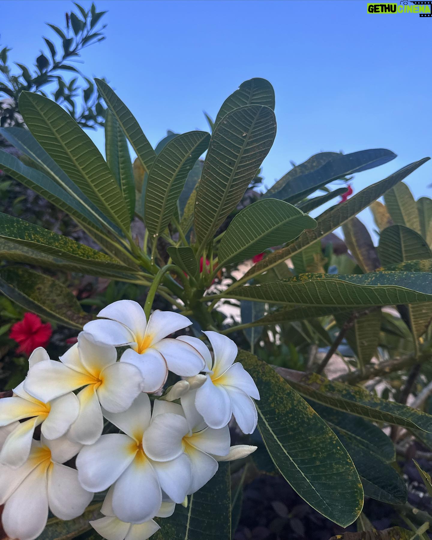 Laura Chrebetová - 28K Likes - Zanzibar photo dump 🌴
Prvých pár dni nám trvalo, kým sme sa zabývali a celkovo zvykli si či už na jedlo, vlhko a teplo a dospali dlhý let, ale dlho mám to netrvalo. Na dobré sa ľahko zvyká 🫢 zistili sme že tu v obchodoch nekúpite ani 50% toho, na čo sme my zvyknutí ako na samozrejmosť. Ovocie, ktoré sme si kúpili od miestneho chlapca (2 mangá, ananás, a zväzok banánov 4€) bolo také sladké, že take v živote v obchode nekúpite nech je bio aké chce🥭. Prvé noci som mala schyzy zo slamených striech a hovorila som si, že tade môže preliezť kadejaká háveď ALE prežili sme a jedine, s čím sme sa stretli sú malé pavučiky a jašteričky 😅 som zvedavá čo prinesú nasledujúce dni ☀️ A vám všetkým, ktorí ste tu boli alebo tu bývate, ďakujeme za rôzny rady a triky postupne to všetko čítame 🫶🏻
#vacay#honeymoon#zanzibar