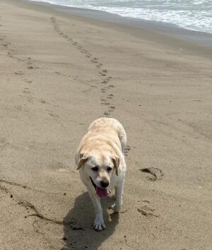 Lauralee Bell Instagram - Such a beautiful Chelsea girl! These posts are always so hard to write but most of you know that we are a dog adoring family! Chelsea crossed over the rainbow bridge!
This amazing girl came into our lives in 2009 when our kids were young. She was part of what we called the OG3. An incredible sister to Couver and Bo and a fearless protector of us who happened to love every morsel of food you gave her!
In 2020 the unthinkable happened and she lost her brothers. Couver to old age and Bo we still don’t understand. It was a big adjustment for all of us and obviously for her but after some time she settled into being the queen of our house.
A little over a year later the puppies came and rocked her world. Definitely gave her a mommy purpose. She trained them so well and has put up with a lot of serious energy and rough play around her!
A positive I have to point out is A YEAR AGO this month, Chelsea had 3 days where she barely would lift her head so our daughter said goodbye before heading to college. She’s a miracle to have hung on with us for a full year longer. 
We will forever love you Chel and our greatest hope is your 2 brothers we’re waiting for you and you play forever together again as the unforgettable OG3 ❤️❤️❤️
