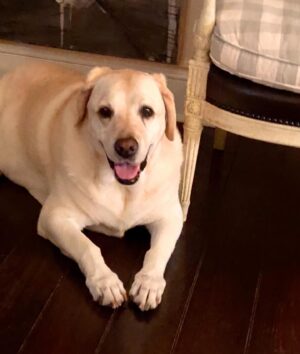 Lauralee Bell Instagram - Such a beautiful Chelsea girl! These posts are always so hard to write but most of you know that we are a dog adoring family! Chelsea crossed over the rainbow bridge!
This amazing girl came into our lives in 2009 when our kids were young. She was part of what we called the OG3. An incredible sister to Couver and Bo and a fearless protector of us who happened to love every morsel of food you gave her!
In 2020 the unthinkable happened and she lost her brothers. Couver to old age and Bo we still don’t understand. It was a big adjustment for all of us and obviously for her but after some time she settled into being the queen of our house.
A little over a year later the puppies came and rocked her world. Definitely gave her a mommy purpose. She trained them so well and has put up with a lot of serious energy and rough play around her!
A positive I have to point out is A YEAR AGO this month, Chelsea had 3 days where she barely would lift her head so our daughter said goodbye before heading to college. She’s a miracle to have hung on with us for a full year longer. 
We will forever love you Chel and our greatest hope is your 2 brothers we’re waiting for you and you play forever together again as the unforgettable OG3 ❤️❤️❤️