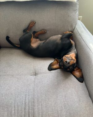 Lemon Instagram - showing off my little wiener cause Louis turns 2 today 😭💛🌭