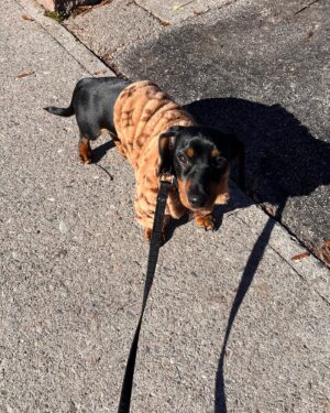 Lemon Instagram - showing off my little wiener cause Louis turns 2 today 😭💛🌭