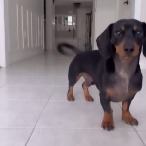 Lemon Instagram - showing off my little wiener cause Louis turns 2 today 😭💛🌭