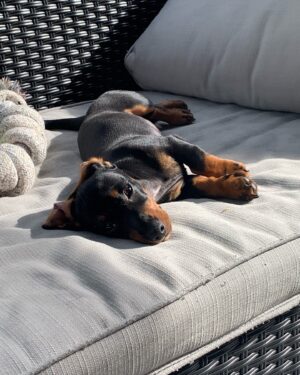 Lemon Instagram - showing off my little wiener cause Louis turns 2 today 😭💛🌭