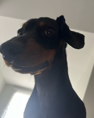 Lemon Instagram - showing off my little wiener cause Louis turns 2 today 😭💛🌭