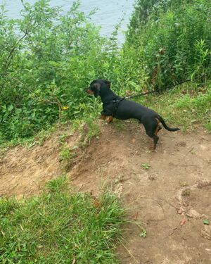 Lemon Instagram - showing off my little wiener cause Louis turns 2 today 😭💛🌭