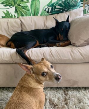 Leona Lewis Instagram - I don’t really know where to begin…I’m heartbroken. I had to say goodbye to my little Forrest, my best friend through so many phases of my life. I had only just gotten to the point of being able to talk about the loss of Zion, my beautiful Doberman who passed away 2 years ago. It was only 2 weeks after the birth of Carmel so it was very difficult to process the pain of losing him at that point. Forrest and Zion were two of the most precious gifts and I’m so grateful for each day I got to spend with them. My studio companions, my protectors from squirrels, my snuggle buddies, my baby boys. Life will never be the same without you but I still feel you around me and I know you are with each other laying by a window in that little bit of sunlight you both loved so much. Forever grateful I got to be your earth mama and thank you for opening up my heart with your love ❤️