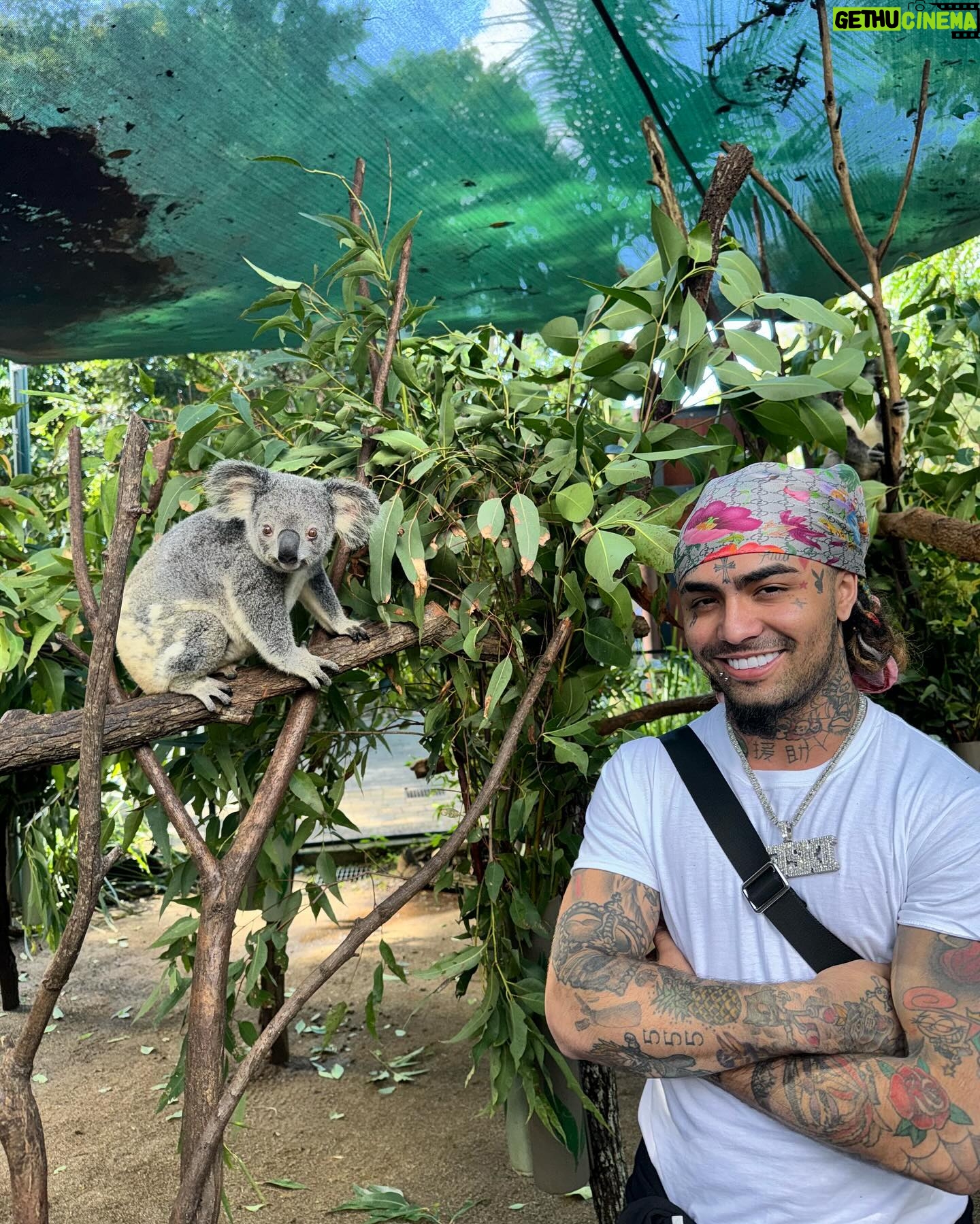 Lil Pump - 175.9K Likes - What kind of dog is this ?